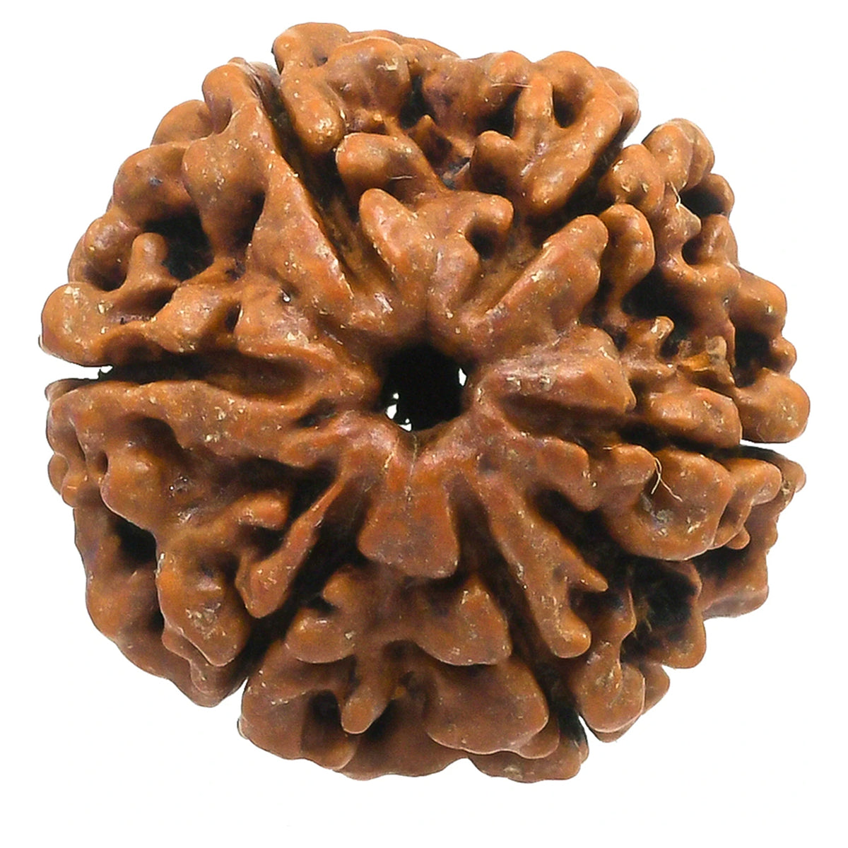 Brhmagyaan Panch Mukhi Rudraksh Single Peice Wood Pendant