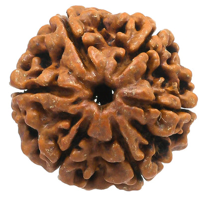 Brhmagyaan Panch Mukhi Rudraksh Single Peice Wood Pendant