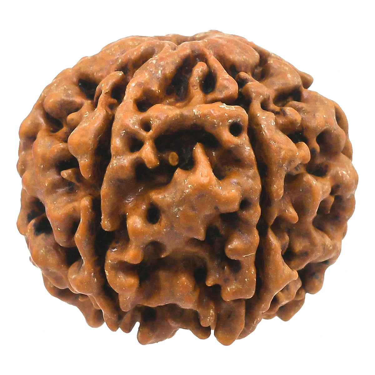Brhmagyaan Panch Mukhi Rudraksh Single Peice Wood Pendant